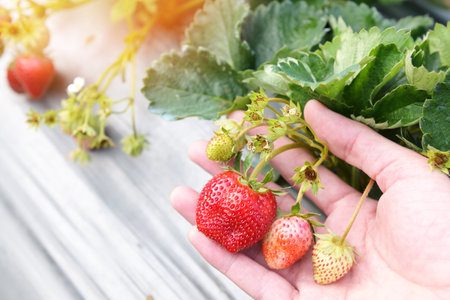 strawberry plant farm, fresh ripe strawberry field for harvest strawberries picking on hand in the garden fruit collected strawberry in summerの写真素材