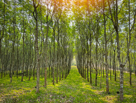rubber plantation with rubber tree forest in agriculture of asia for natural latex row of treeの写真素材