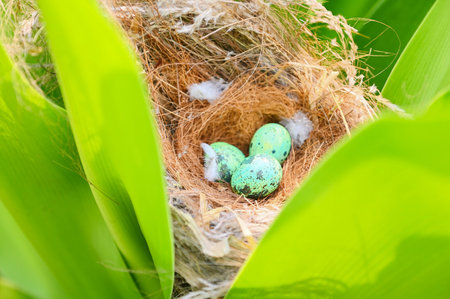 bird nest on tree branch with three eggs inside, bird eggs on birds nest and feather in summer forest , eggs easter conceptの写真素材