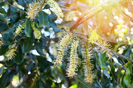 macadamia nuts flowers on macadamia tree plant, fresh natural raw macadamia nuts in garden, planting macadamia nut fruitの写真素材