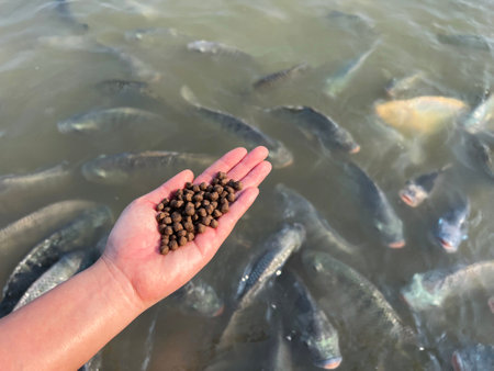 Feed the fish, close up brown pellets feeds for fish in hand, feed fish from feeding food on water surface ponds on water surface ponds, fish farmの写真素材