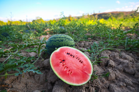 watermelon slice in watermelon field - fresh watermelon fruit on ground agriculture garden watermelon farm with leaf tree plant, harvesting watermelons in the fieldの写真素材