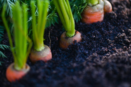 carrots growing in the soil organic farm carrot on ground , fresh carrots growing in carrot field vegetable grows in the garden harvest agricultural product natureの写真素材