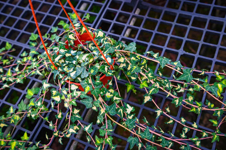 common ivy plant grow on pot in greenhouse, european ivy, english ivy or green ivy (Hedera helix) - tree ornamental plant reduce carbonの写真素材