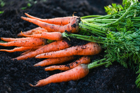 carrot on ground , fresh carrots growing in carrot field vegetable grows in the garden in the soil organic farm harvest agricultural product natureの写真素材
