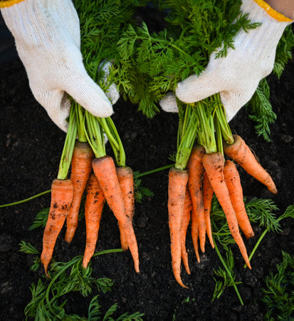 carrot on ground with hand holding, fresh carrots growing in carrot field vegetable grows in the...