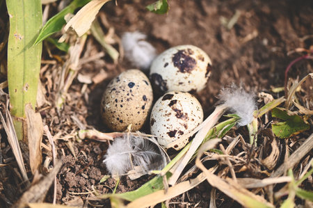 bird nest on ground with three eggs inside, bird eggs on birds nest and feather in summer forest , eggs easter conceptの写真素材