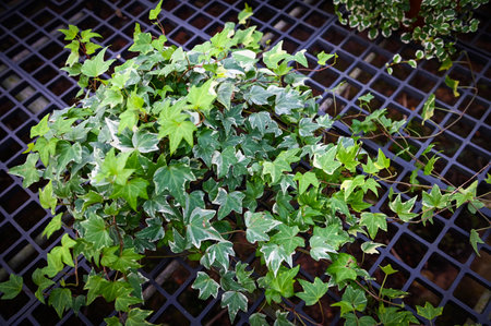 common ivy plant grow on pot in greenhouse, european ivy, english ivy or green ivy (Hedera helix) - tree ornamental plant reduce carbonの写真素材