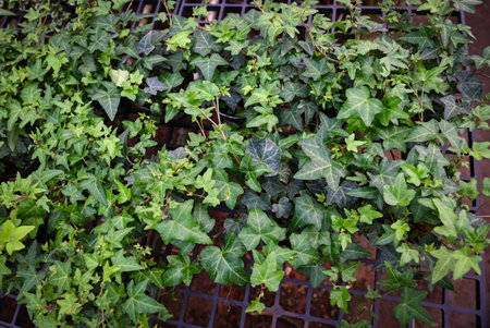 common ivy plant grow on pot in greenhouse, european ivy, english ivy or green ivy (Hedera helix) - tree ornamental plant reduce carbonの写真素材