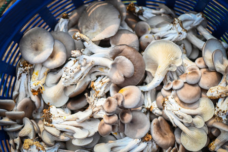 Fresh grey oyster mushroom on basket, fresh raw oyster mushroom for cooking food or sell in the marketの写真素材