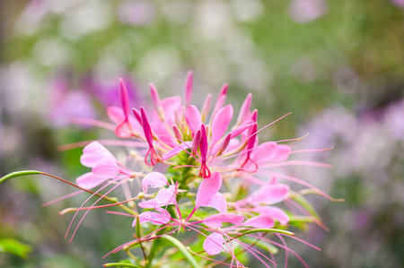 pink spider flowers in the garden, cleome flowers in summerの写真素材