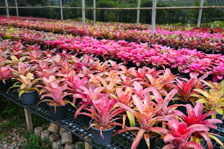 Bromeliad plant tree, Bromeliad garden colorful of leaves  bromeliad flower blooming in nursery farm plant green house background - Aechmea fasciataの写真素材