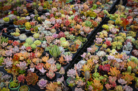succulent plants garden and cactus garden succulent plants in pot decorate in the garden, beautiful cactus farmの写真素材