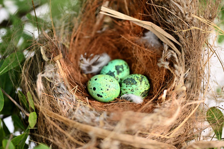 bird nest on tree branch with three eggs inside, bird eggs on birds nest and feather in summer forest , eggs easter conceptの写真素材