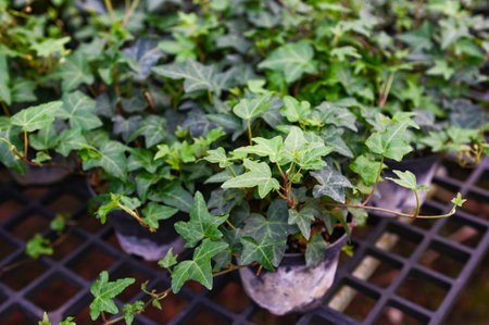 common ivy plant grow on pot in greenhouse, european ivy, english ivy or green ivy (Hedera helix) - tree ornamental plant reduce carbonの写真素材