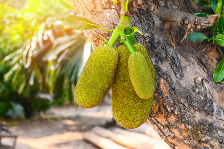 jackfruit on the jackfruit tree tropical fruit on nature leaf backgroundの写真素材