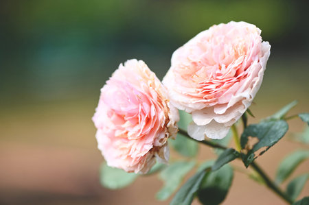 pink rose flowers blossom in the garden, rose flowers in summerの写真素材