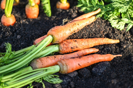 carrot on ground , fresh carrots growing in carrot field vegetable grows in the garden in the soil organic farm harvest agricultural product natureの写真素材