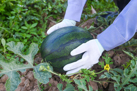 watermelon in watermelon field - fresh watermelon fruit on hand agriculture garden watermelon farm with leaf tree plant, harvesting watermelons in the fieldの写真素材