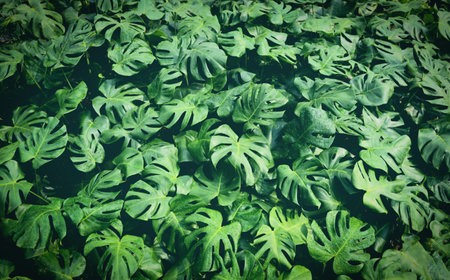 Monstera delicosa leaves textured background , leaves of leaves of Monstera abstract green texture, nature background, tropical leaf abstract green texture, nature background, tropical leaf - top viewの写真素材