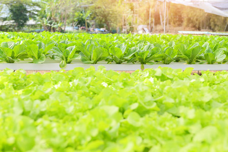 hydroponic vegetables from hydroponic farms fresh green oak lettuce growing in the garden, hydroponic plants on water without soil agriculture organic health food nature leaf crop bioの写真素材
