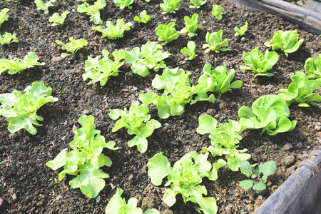Vegetable farm soil vegetable garden, organic green cos lettuce vegetable gardening with green leaf fresh vegetable lettuce planting , in the greenhouse garden eco friendly gardening natureの写真素材
