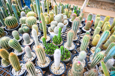 Cactus garden , Cactus pot decorate in the garden, beautiful cactus farm in greenhouseの写真素材
