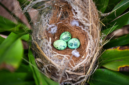 bird nest on tree branch with three eggs inside, bird eggs on birds nest and feather in summer...