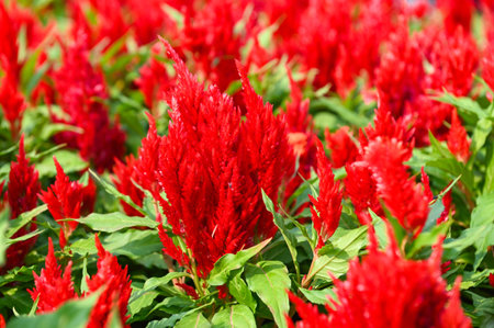 celosia plumosa or Pampas Plume Celosia flowers blooming in the garden red flowersの写真素材