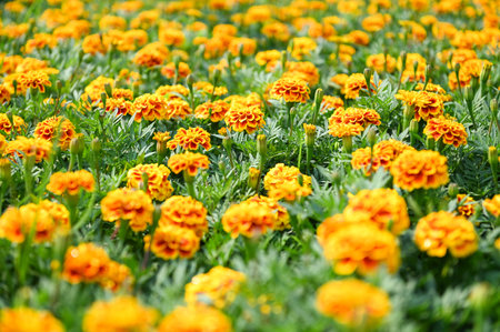 marigold flower blossom on the garden, flower yellow and orange marigold flowers for decorate gardenの写真素材