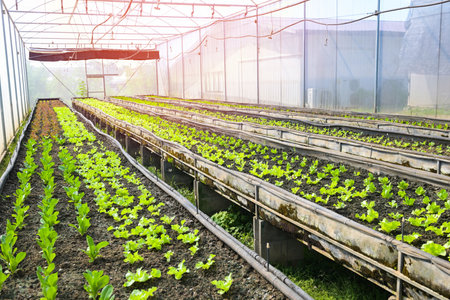 Vegetable farm soil vegetable garden, organic green cos lettuce vegetable gardening with green leaf fresh vegetable lettuce planting in the greenhouse garden eco friendly gardening natureの写真素材