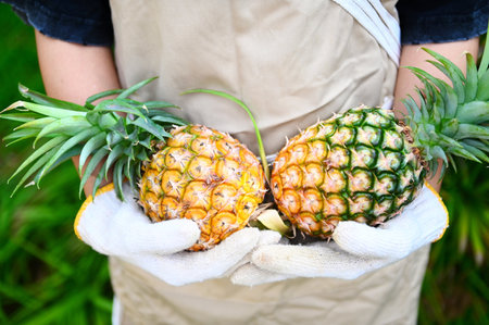 pineapple for food fruit ripe pineapple on hand, fresh pineapple tropical fruits summerの写真素材