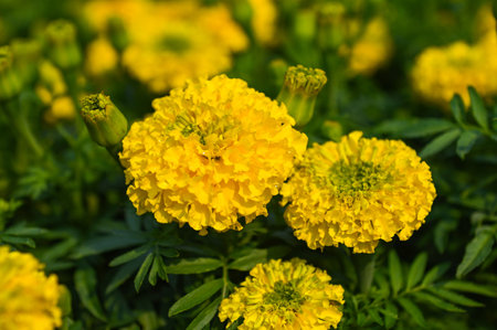 marigold flower blossom on the garden, flower yellow and orange marigold flowers for decorate gardenの写真素材