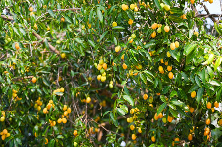 Marian plum fruit in marian plum tree in the garden tropical fruit orchard, Name in Thailand Sweet...