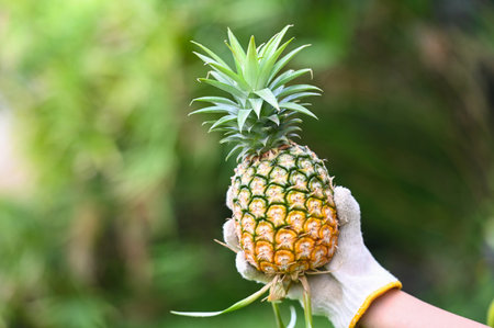 fresh pineapple tropical fruits summer, pineapple for food fruit ripe pineapple on handの写真素材