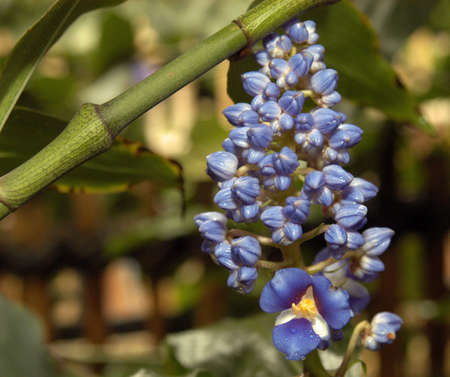  tropical flowerの写真素材