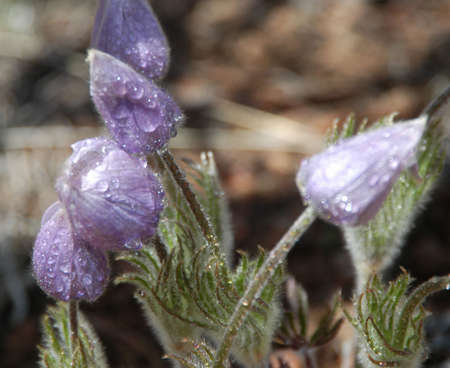 mountain wildflower