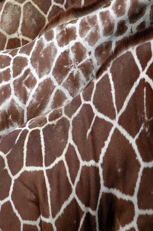 patterns and designの写真素材