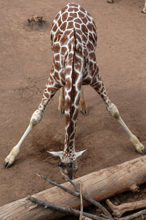 animalsの写真素材