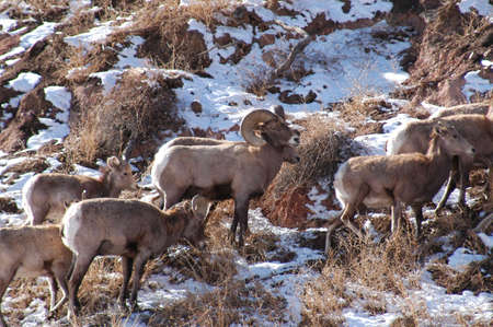 big horn sheep