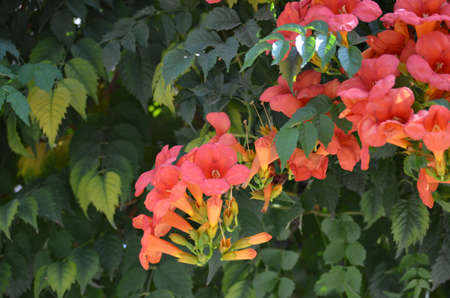 Secret flower の写真素材