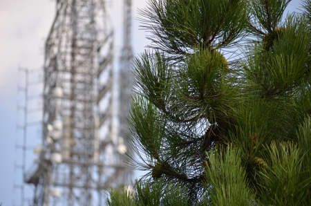 tv station and pineの写真素材