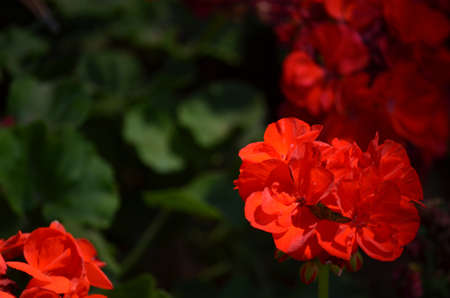 red flower の写真素材