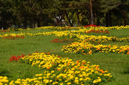 yellow flower の写真素材