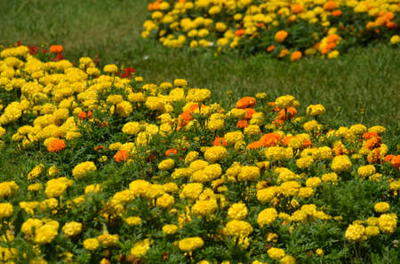 yellow flower の写真素材