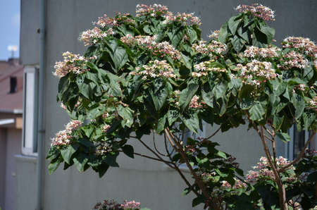 tree with  flowerの写真素材