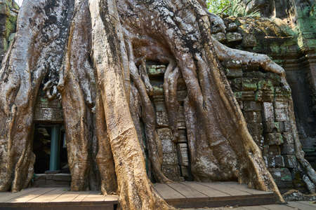 Angkor Wat Temple and Treesのeditorial素材