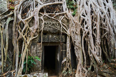 Angkor Wat Temple and Treesのeditorial素材