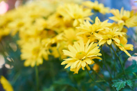 Yellow Daisies Backgroundの写真素材
