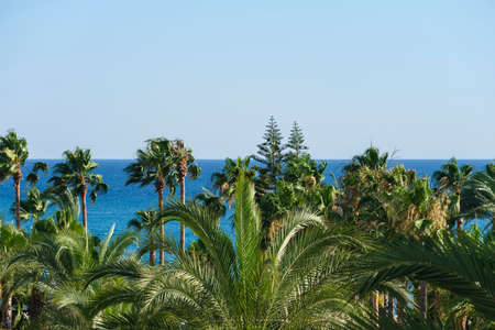 beautiful palms and sea viewの写真素材
